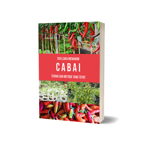 Tata Cara Menanam Cabai